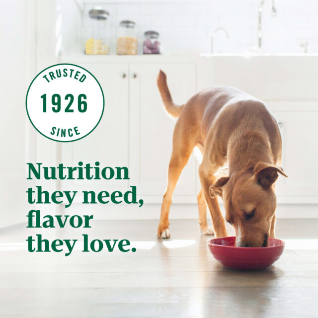 NUTRO ULTRA Filets in Gravy Wet Dog Food, Grain Free Bistro Mix Variety Pack, 3.5 Oz (Pack of 12) - Image 3