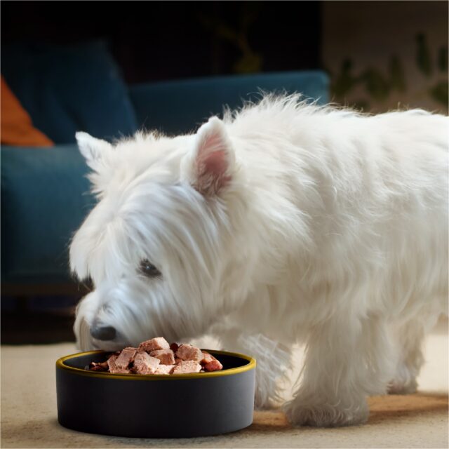 Cesar Wet Dog Food Variety Pack, 3.5 Oz Trays (24 Pack) - Image 3