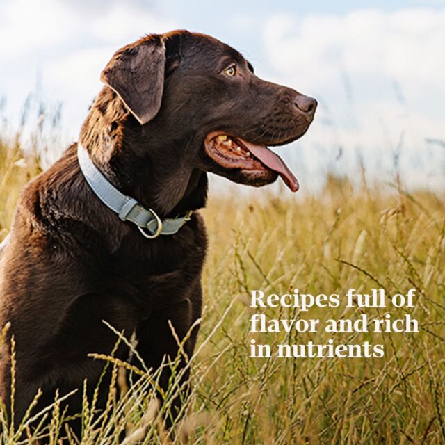 Nutro Natural Grain Free Paté Slow Cooked Chicken Adult Wet Dog Food, 3.5 Oz Tray - Image 2