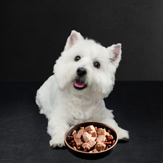 Cesar Wet Dog Food Variety Pack, 3.5 Oz Trays (24 Pack) - Image 2