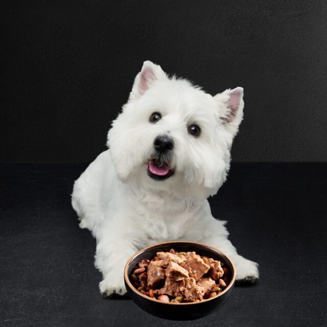 Cesar Loaf And Topper In Sauce Wet Dog Food Variety Pack, 3.5 oz Trays (24 Pack) - Image 2