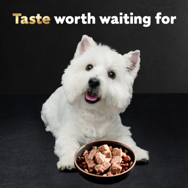 Cesar Wet Dog Food Variety Pack, 3.5 Oz Trays (24 Pack) - Image 7