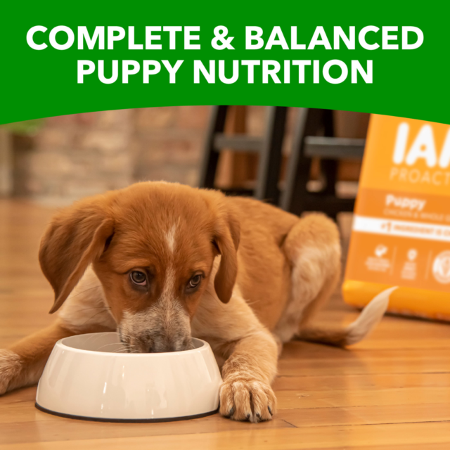Iams Proactive Health Chicken And Whole Grain Recipe Dry Dog Food For Puppies, 15 Lb Bag - Image 6