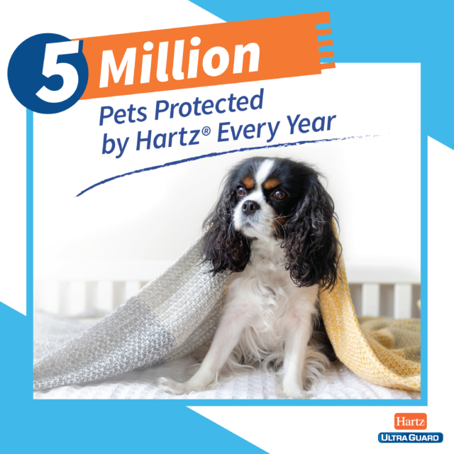 Hartz UltraGuard Dual Action Flea and Tick Topical for Large Dogs 31-60lbs, 3 Monthly Treatments - Image 5