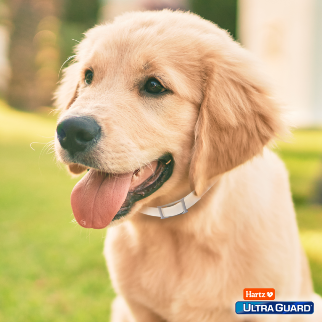 Hartz UltraGuard Flea & Tick Collar for Dogs and Puppies, 7 months Protection, (4 pack) - Image 2