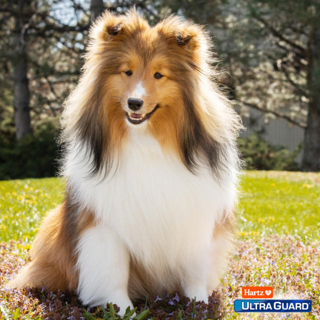 Hartz UltraGuard Dual Action Flea & Tick Topical for Medium Dogs 15-30lbs, 3 Monthly Treatments - Image 2