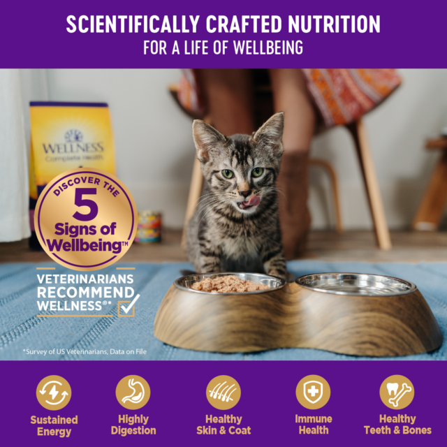 Wellness Complete Health Natural Grain Free Wet Canned Cat Food, Beef & Salmon Pate, 12.5-Ounce Can (Pack of 12) - Image 7