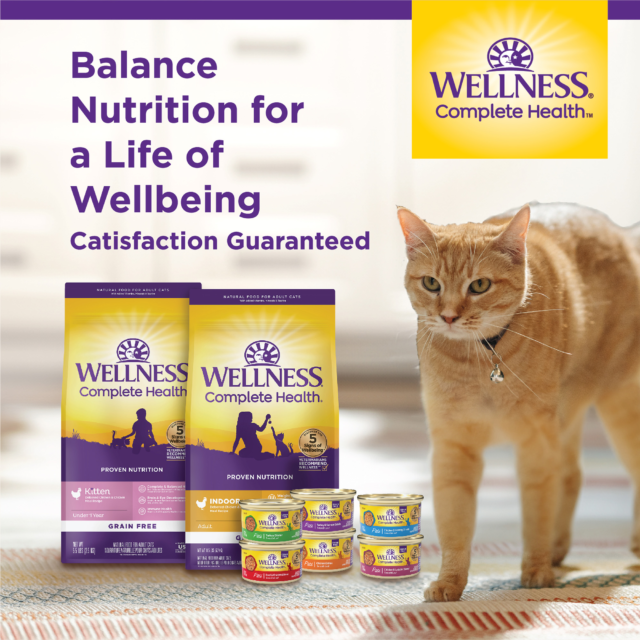 Wellness Complete Health Natural Grain Free Wet Canned Cat Food, Beef & Salmon Pate, 12.5-Ounce Can (Pack of 12) - Image 3