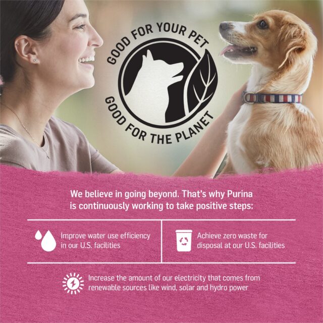 Purina Beyond Immune Health Wet Dog Food High Protein Beef, Chicken, & Turkey, 12.5 oz Can (6 Pack) - Image 2
