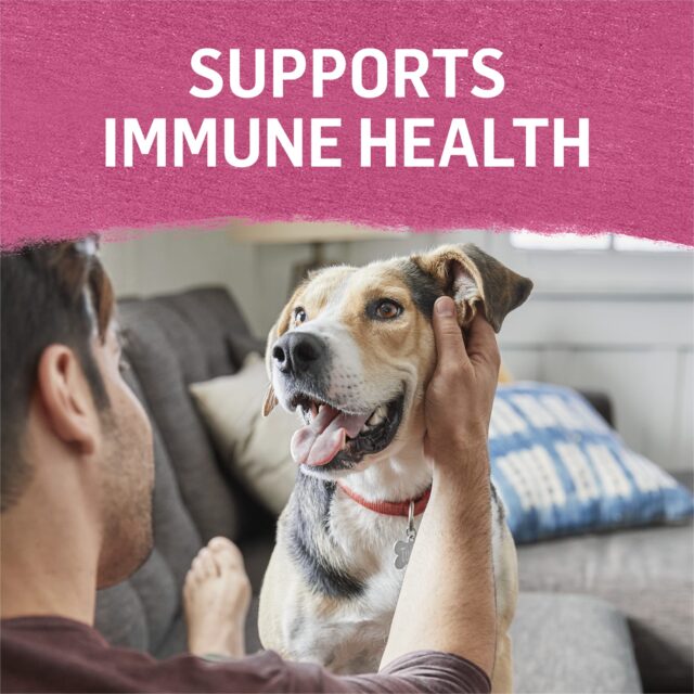 Purina Beyond Immune Health Wet Dog Food High Protein Beef, Chicken, & Turkey, 12.5 oz Can (6 Pack) - Image 8