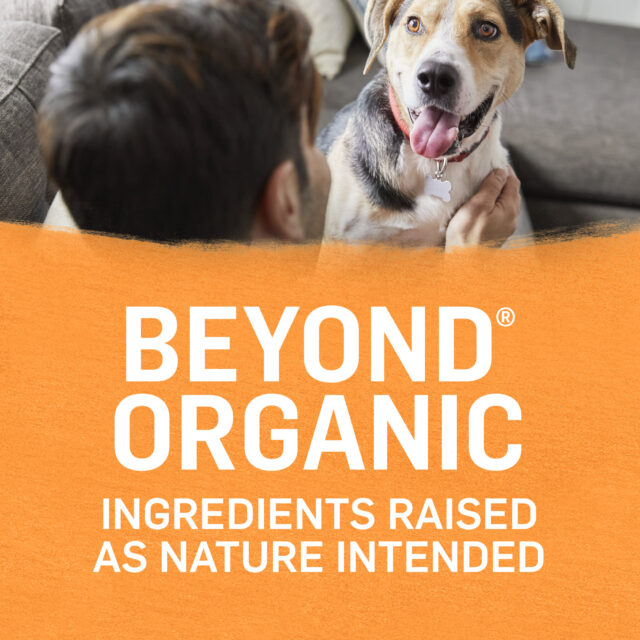 Purina Beyond Organic Wet Dog Food Ground Entree in Broth, Chicken & Carrots, 13 oz Cans (12 Pack) - Image 2