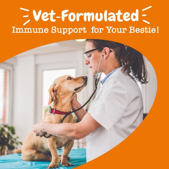 Zesty Paws Vet Strength Allergy & Immune Bites for Dogs, Allergy & Immune Support, Smoked Cheese, 90 Count Soft Chews - Image 2
