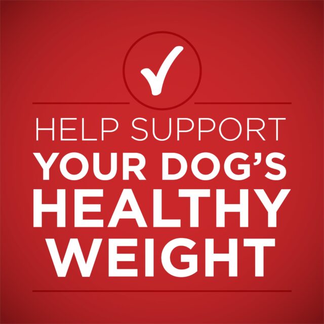 Purina ONE PLUSNatural Wet Dog Food, High Protein Soft Lamb & Brown Rice, 13 oz Cans (12 Pack) - Image 8