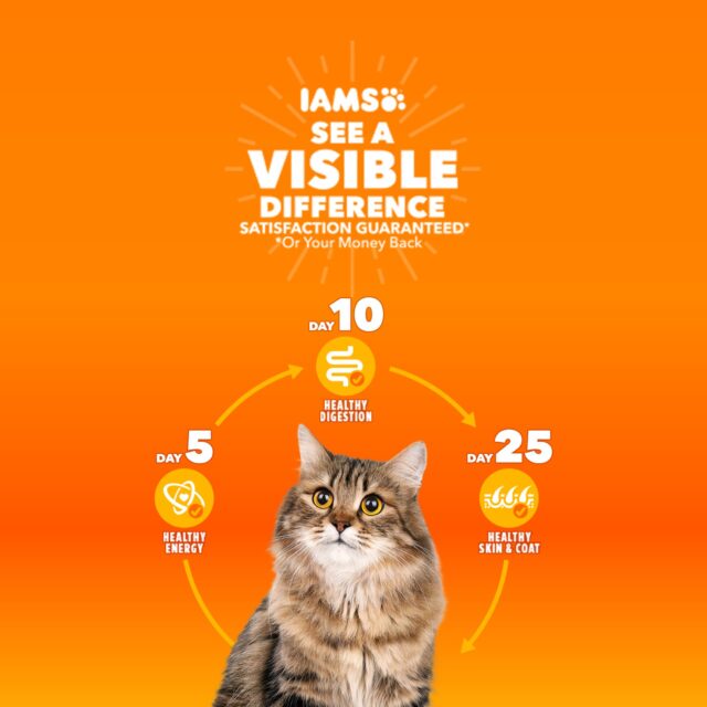 Iams Proactive Health Adult Indoor Weight Control & Hairball Control Dry Cat Food, 3.5 Lb Bag - Image 2