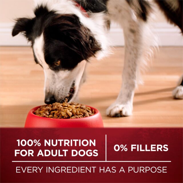 Purina ONE True Instinct Dry Dog Food for Adults, High Protein Real Turkey & Vension, 36 lb Bag - Image 2