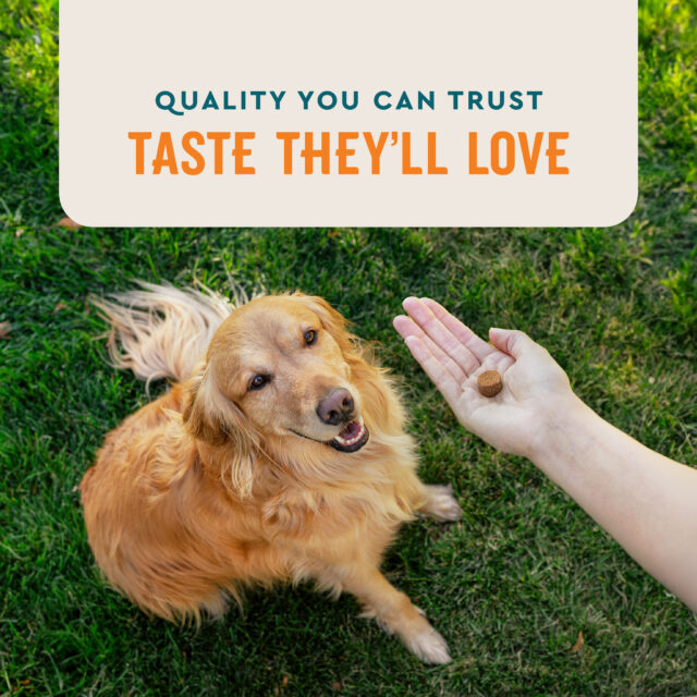 VetIQ Skin & Coat Supplement for Dogs, Hickory Smoke Flavored Soft Chew, 7.4 oz, 60 Count - Image 3