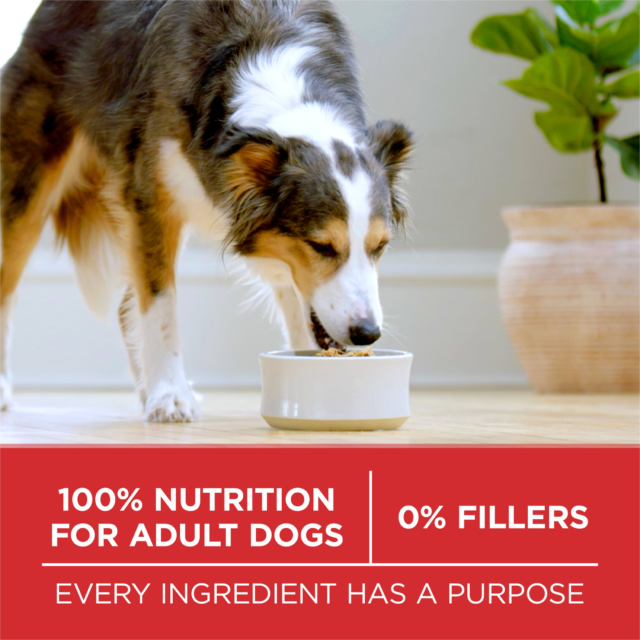 Purina ONE High Protein Dry Dog Food, Grain-Free Lamb & Rice Formula - Image 4