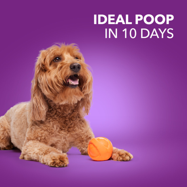 Iams Advanced Health Healthy Digestion Adult Dry Dog Food With Real Chicken, 6 Lb Bag - Image 9