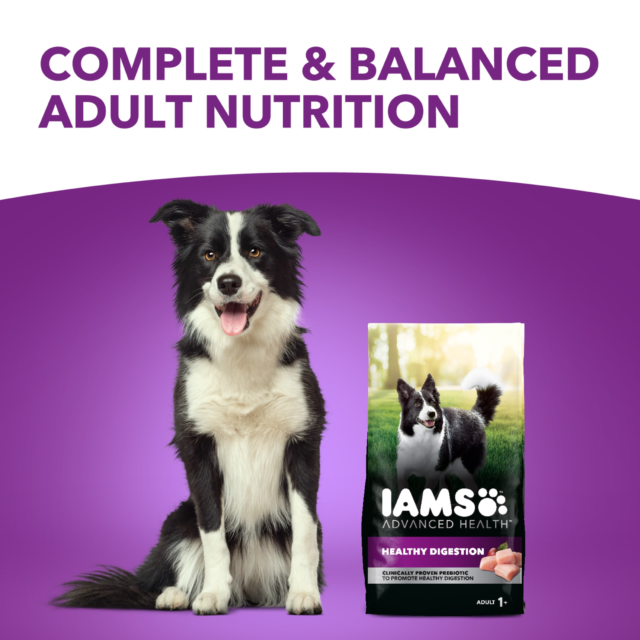 Iams Advanced Health Healthy Digestion Adult Dry Dog Food With Real Chicken, 6 Lb Bag - Image 5