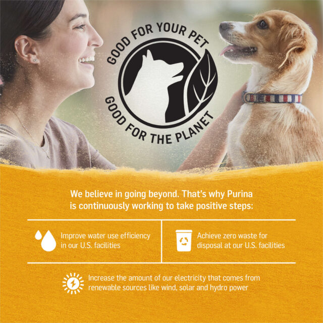 Purina Beyond Immune Health Wet Dog Food Real Soft Chicken, Carrot & Pea, 13 oz Cans (12 Pack) - Image 2