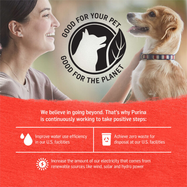 Purina Beyond Immune Health Wet Dog Food Ground Entree Chicken & Beef Flavors, 13 oz Cans (12 Pack) - Image 3