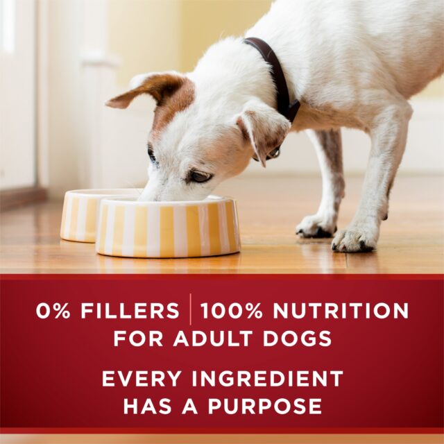 Purina ONE True Instinct Wet Dog Food, High Protein Soft Beef & Wild Caught Salmon, 13 oz can - Image 4