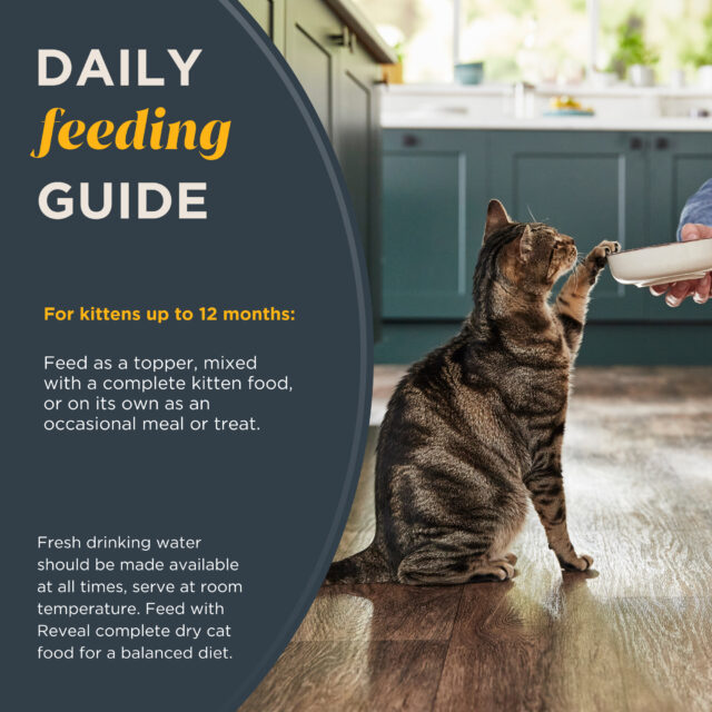 Reveal Pet Food Wet Kitten Food, Tuna Fillet in Broth, 2.47oz Cans - Image 4