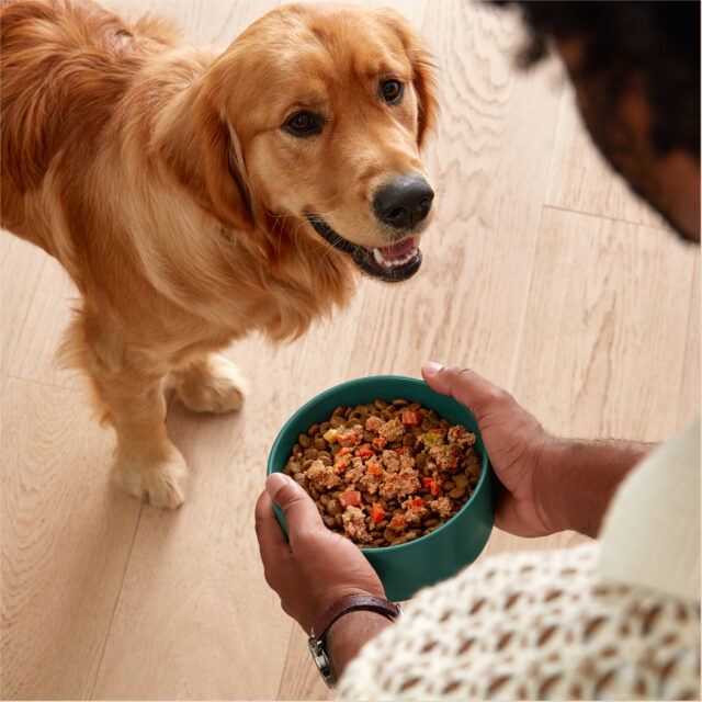 Jinx Cage-Free Chicken, Brown Rice & Sweet Potato Dry Dog Food, 4 lb. Bag - Image 7