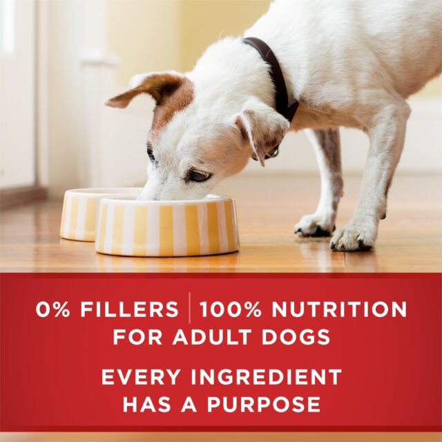 Purina ONE PLUSNatural Wet Dog Food, High Protein Soft Lamb & Brown Rice, 13 oz Cans (12 Pack) - Image 3